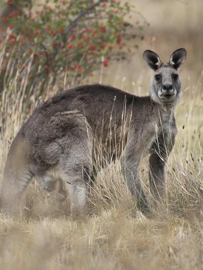 The Australian Society for Kangaroos say the trapped roos have been left to die. Picture: Ellen Smith