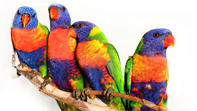 Authorities are investigating the deaths of hundreds of rainbow lorikeets in Ipswich. Picture: Liam Kidston