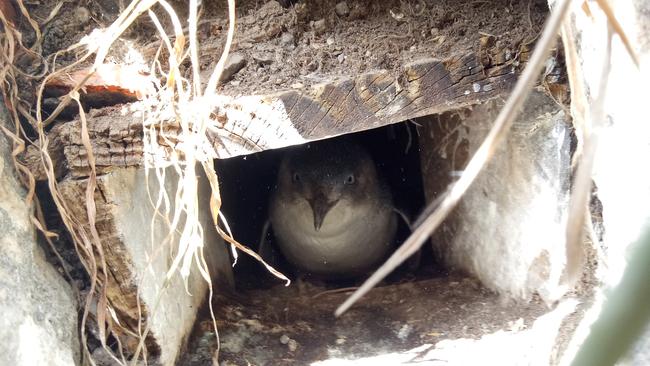 A little penguin at Granite Island, taken during the 2018 census. Picture: Maddie Turley