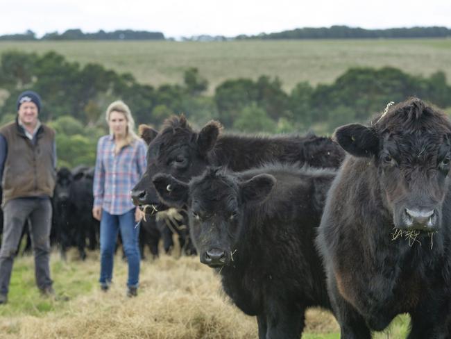 FOCUS: Glenthompson PastoralGlenthompson Pastoral, multi-generational farming enterprise spanning horticulture, beef production, lamb and wool.PICTURED: Dan McArthur farm manager with Lou Mann and angus cattle.  PICTURE: ZOE PHILLIPS