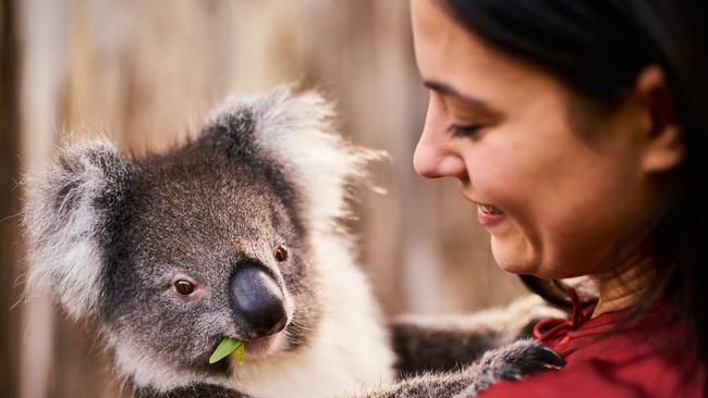 Cuddling koalas at Cleland Wildlife Park. Picture: Ian Routledge