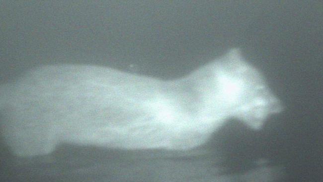 Night vision of what could be a big cat wading in water in West Gippsland, taken in August 2016.