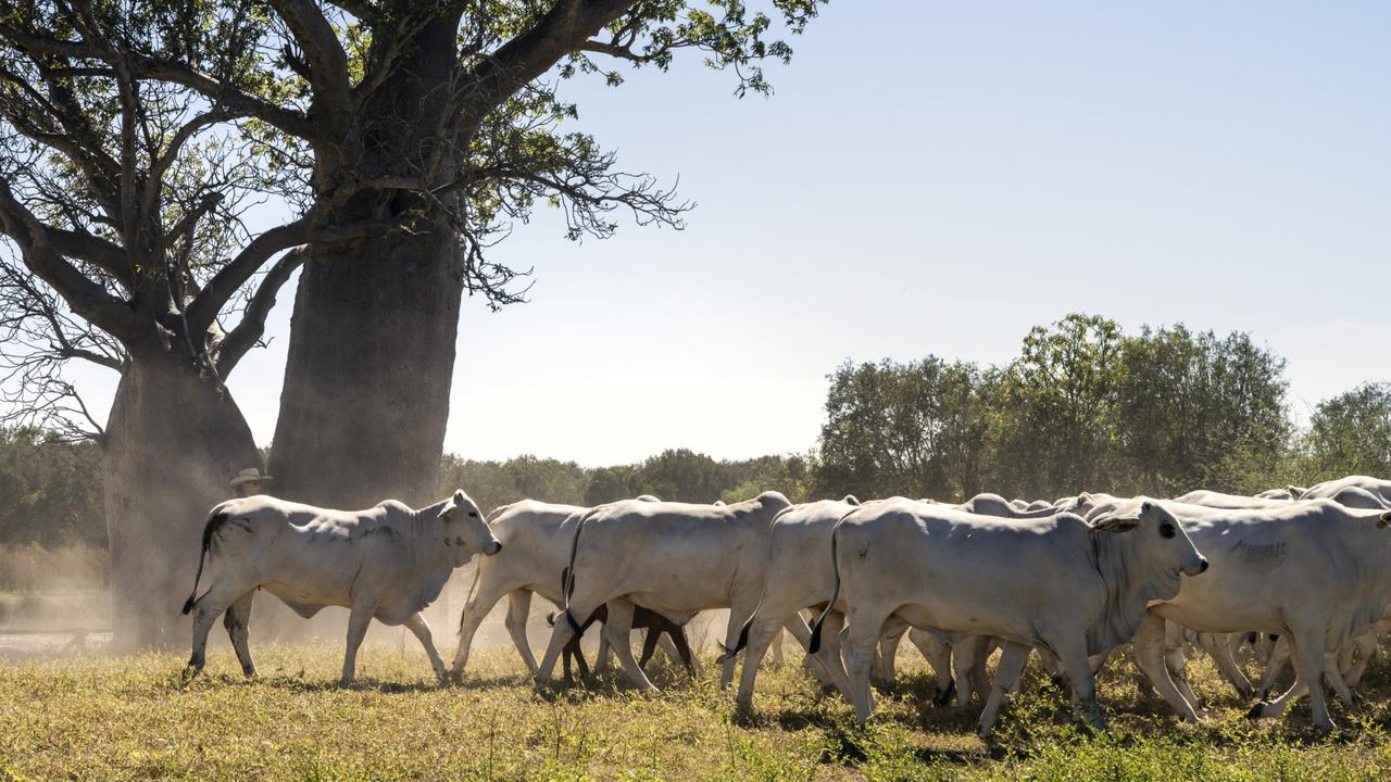 The mixed-use agriculture hub is expected to include livestock production. Photo- Tourism NT