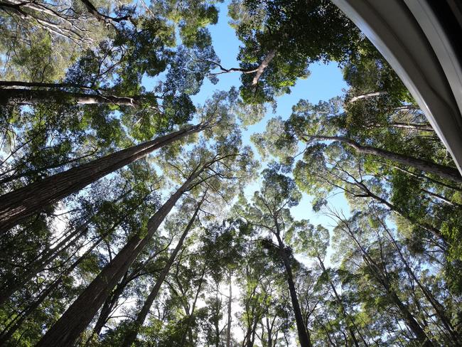 Fraser Island forest