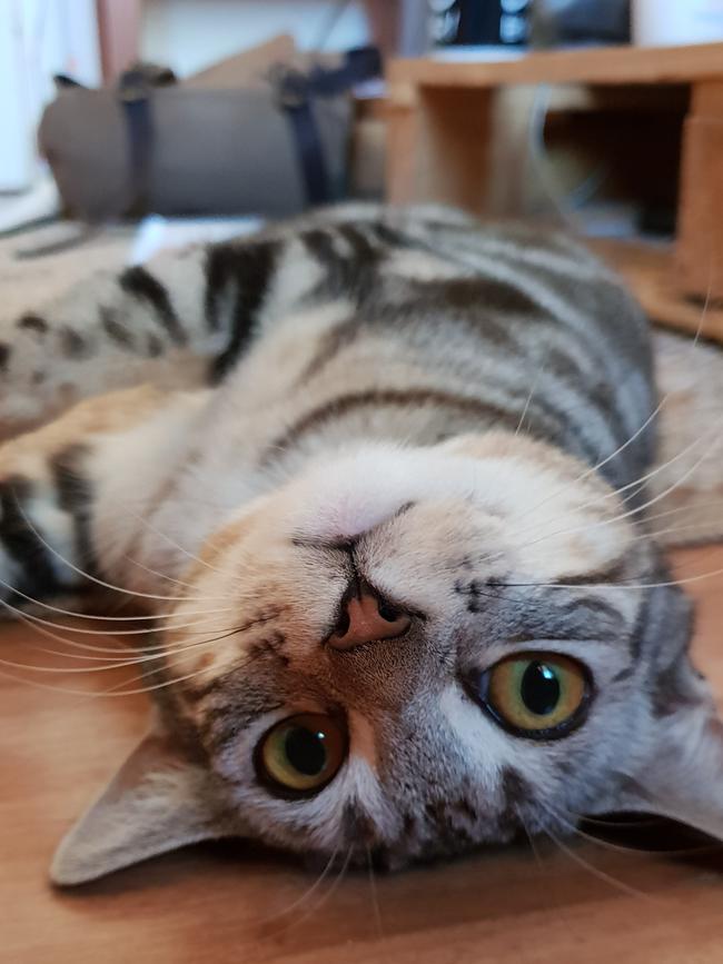 Squiggles is 8-months-old and definitely knows her best angles. Picture: Elliot Snow