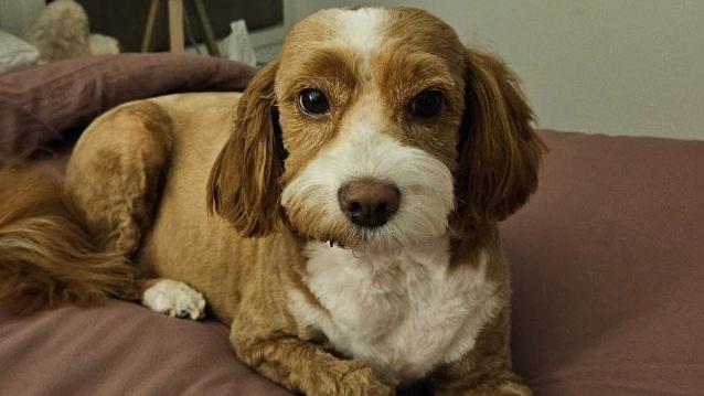 Scott and Lacey Pepper's cavoodle Lola was killed in a dog attack at Biggera Waters.