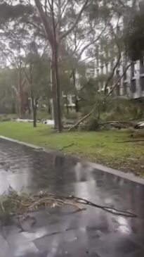 Storm damage at Monash University's Clayton campus