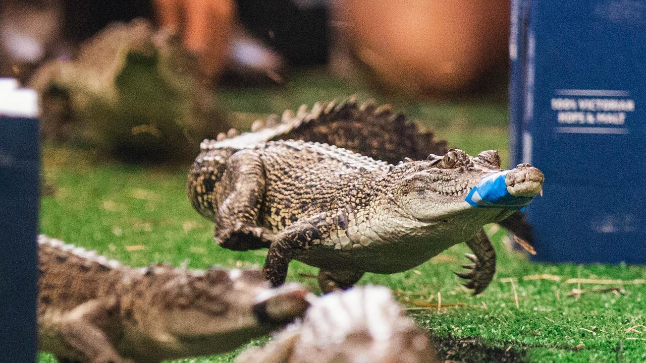 Croc racing at the Berry Springs Tavern for Melbourne Cup Day: Crocs get off and racing in race one. Picture: GLENN CAMPBELL