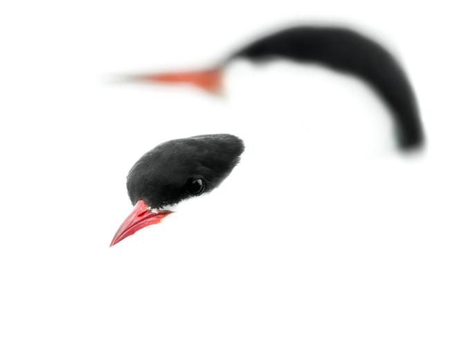 Harry Sedin, of Sweden, explained how he achieved his gold-winning image in the 12-14 Years category. “I headed down to the water with the goal of photographing terns in flight.” he said. “Instead of that, I ended up photographing an arctic and common tern perched together on a railing. By utilising the white of their bodies, the overcast weather and the bright reflections in the water, I captured a high-key image of the two terns.” Picture: Harry Sedin / Bird Photographer of the Year