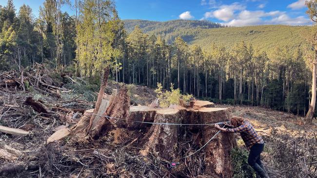 Harvested old growth trees (above and below) in excess of 2.5m diameter.