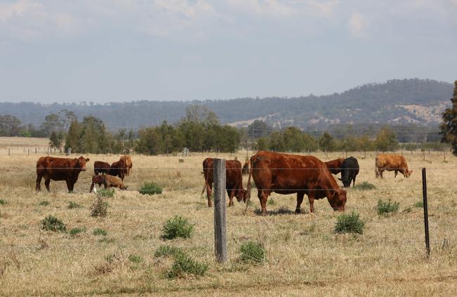 Camden Mayor Lara Symkowiak advocated to highlight the importance of Camden’s rural lands. Picture: Robert Pozo