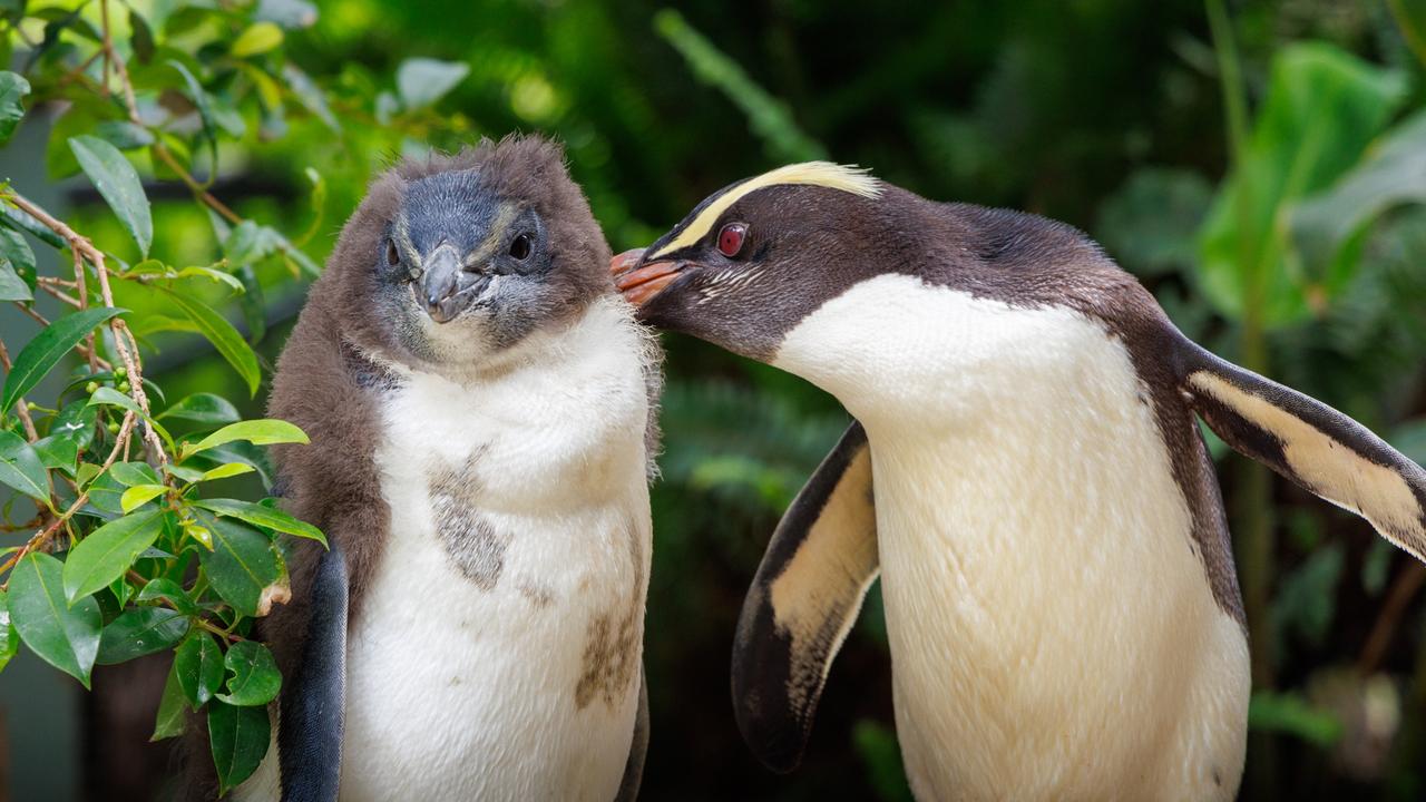 Mother penguin Dusky (right) gives her Fiordland penguin chick a peck on the neck. Picture: Taronga Zoo