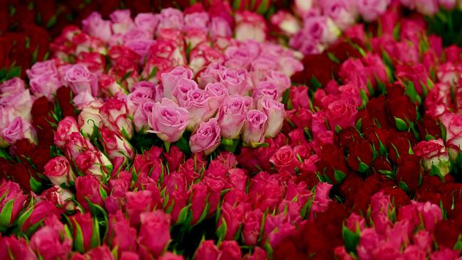 Roses imported from Kenya. Picture: Zoe Phillips