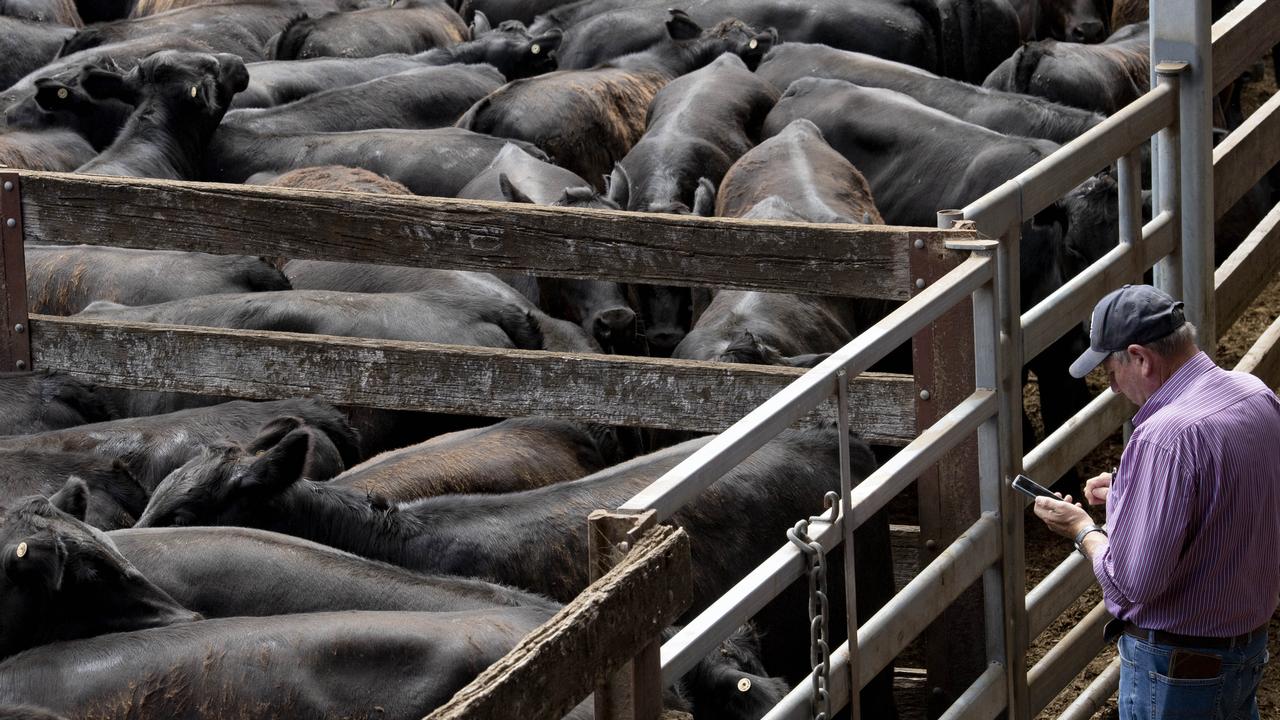 ‘Cattle have got to go’: Weaners sold three months early