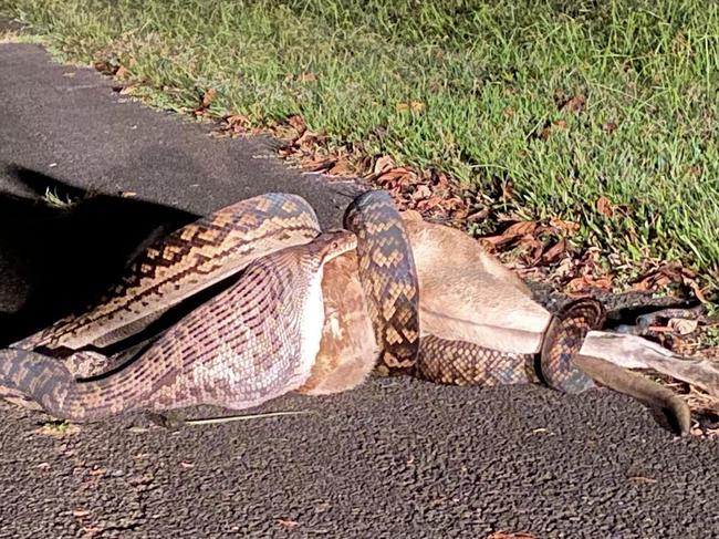 At popular Far North visitor spot, Mission Beach, a python was seen devouring a wallaby. Picture: Supplied