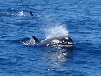 Tasmania's first ever recorded Antarctic type-C killer whale sighting. Picture: Amy Ford