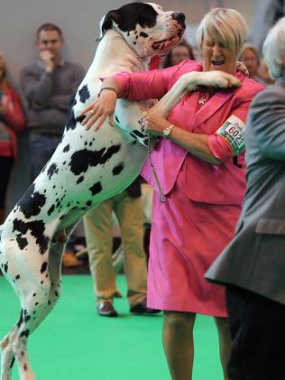 Dogs of all shapes and sizes have a shot at the coveted “best in show”. Picture: AP Photo/Rui Vieira.