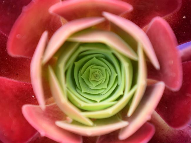 My Day on Instagram. Plants are great for colour, patterns and shapes. I used a small depth of field and got in close. Picture: Josie Hayden