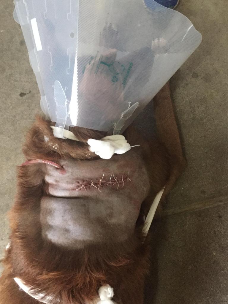 Missy received serious injuries when she was attacked by an unleashed dog in Gladstone Park. 