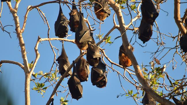 The Hendra virus is found naturally in flying foxes with spillover between bats and horses. Picture: Warren Lynam