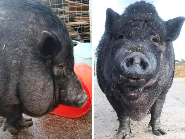 Portia the pig. Picture: Supplied.