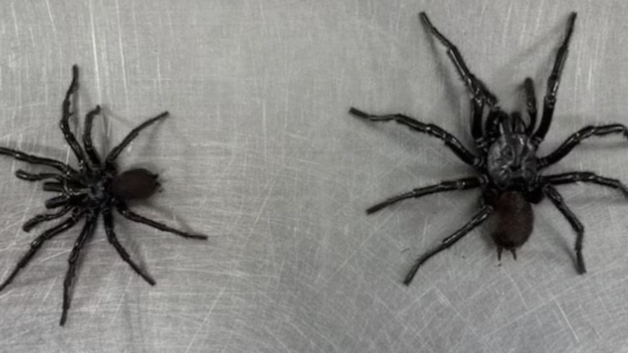 The 'classic' Sydney funnel-web spider on the (left) and newly-identified Newcastle funnel-web variant 'Big Boy'. Picture: Kane Christensen