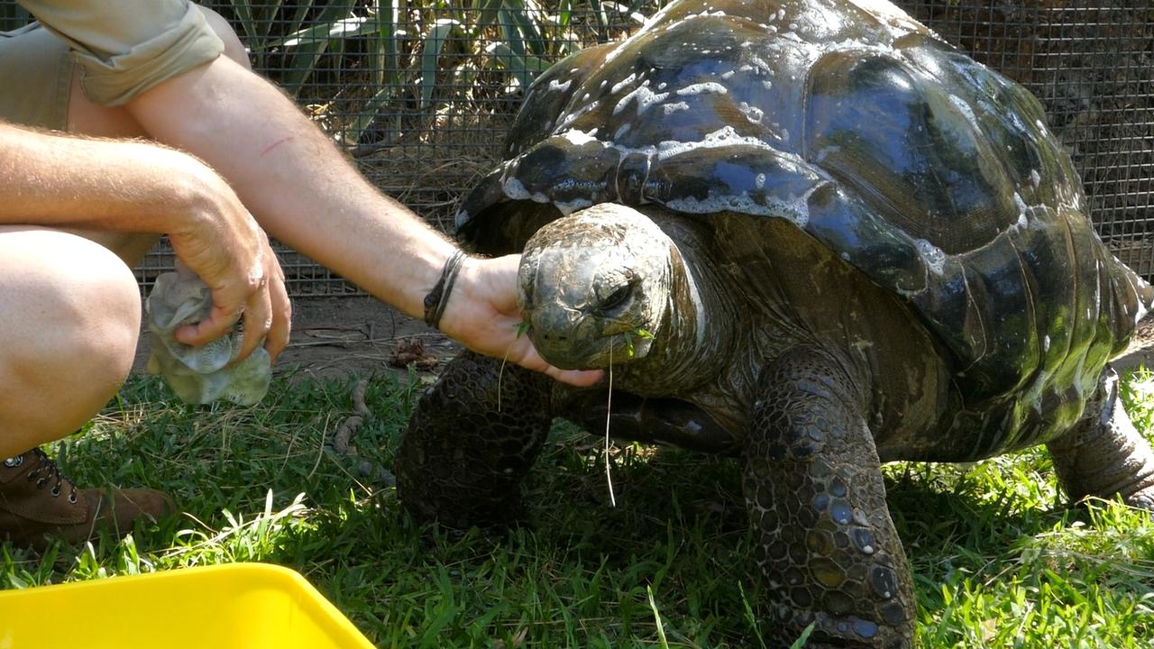 Aonika the giant tortoise having a bath at Adelaide Zoo. Picture: Supplied