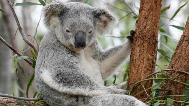 Rockhampton Regional Council have endorsed an MoU between council and Queensland Corrective Services begin the establishment of a koala browse plantation at Capricornia Correctional Centre.