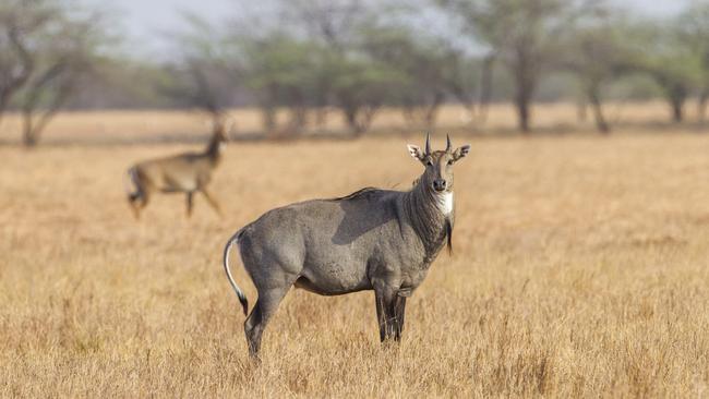 Nilgai, also known as Blue bulls, are a curious-looking antelope.