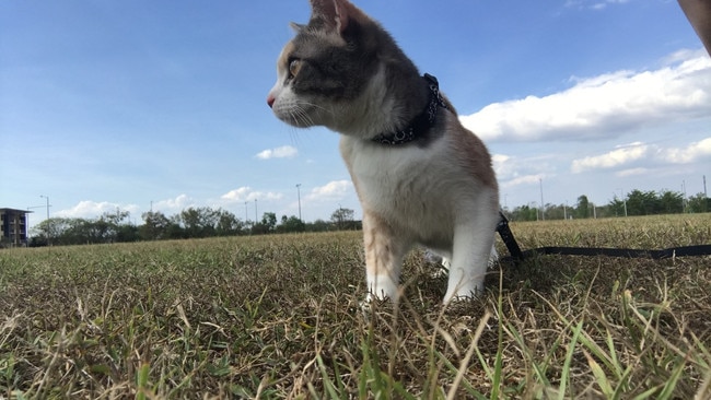 This is our cat Nugget. She is 2-years-old. Picture: Shayla gamble