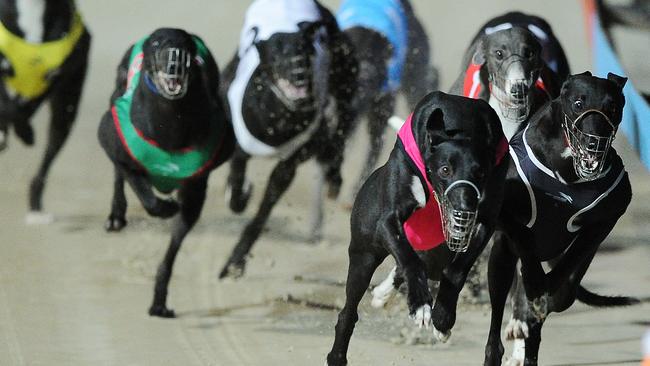 Mike Baird says greyhound racing has had ample opportunity to prove it could act responsibly. Picture: Simon Bullard