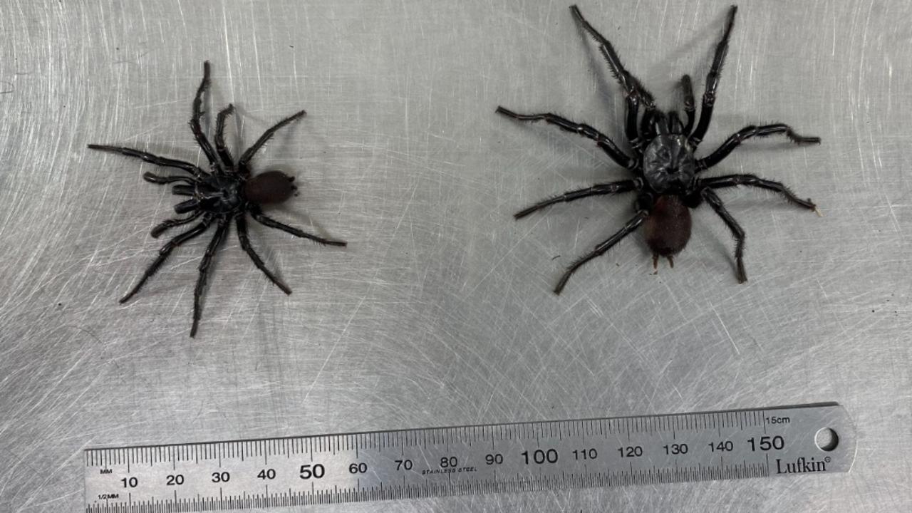 Spiders Building Huge Web on Tree Above Sidewalk, Australia, Araneae,  sidewalk, Meanwhile, #Halloween decorations in #Australia be like  🤣💥🕷, By The Pet Collective