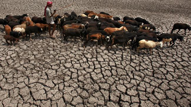 A shepherd walks with a herd of sheep as he crosses a dried waterbed in the outskirts of Hyderabad, India. Studies have shown climate change has worsened droughts, downpours and heatwaves that have killed thousands of people. Picture: AP