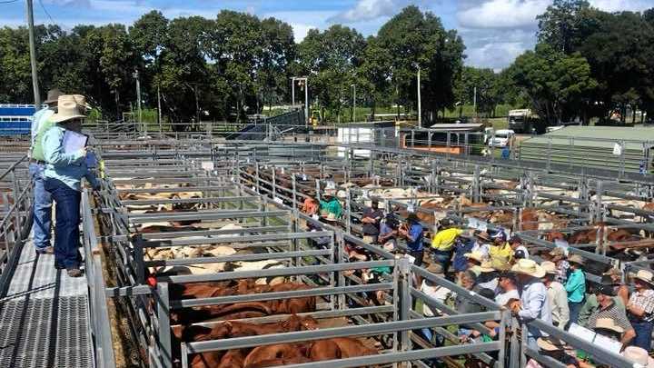 Cattle Sale: 600 Head Poised To Sell At Sarina 