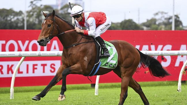 Know Thyself needs to overcome a wide gate for a first-up win in the Country Championship Qualifier at Tamworth. Picture: Bradley Photos