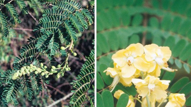 Mysore thorn flowers are formed on long stalks.