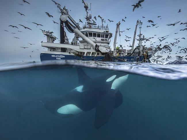 Sharing Resources ... During winter in northern Norway, large biomasses of herring have overwintered in fjords during 3-4 dark winter months in recent years. This has attracted hundreds of whales and fishing vessels. The killer whales have learned the sound of the boats when they haul their herring bag nets and get attracted to the boats in hopes of an easy meal of leftover herring. A single exposure where Audun has used a self-made underwater housing. Location: Tromsø, Norway. Picture: Audun Rikardsen (NO)/Siena International Photo Awards 2016