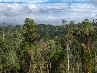 View of rainforest from Highlands Highway close to Tari Gap, Tari, Papua New Guinea. (Photo by: David Tipling/Universal Images Group via Getty Images)