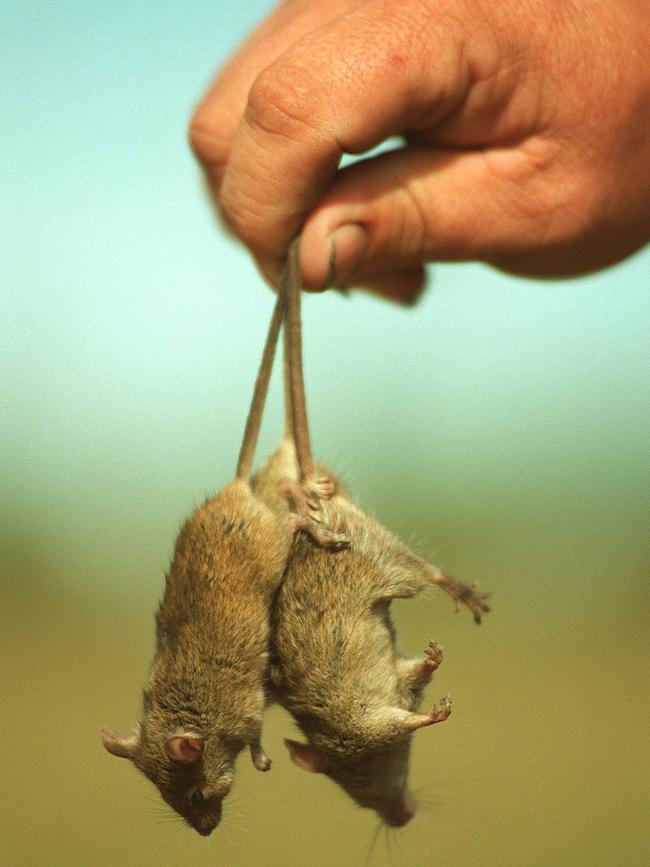 Mouse plagues followed Bolivian clearing.