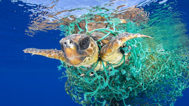 The World Press Photo Foundation announces the winners of its renowned contests, the 60th annual World Press Photo Contest and the 7th annual World Press Photo Digital Storytelling Contest. Nature - First Prize, Singles Picture: Francis Pérez Title: Caretta Caretta Trapped A sea turtle entangled in a fishing net swims off the coast of Tenerife, Canary Islands, Spain, on 8 June 2016. Sea turtles are considered a vulnerable species by the International Union for Conservation of Nature. Unattended fishing gear is responsible for many sea turtle deaths.