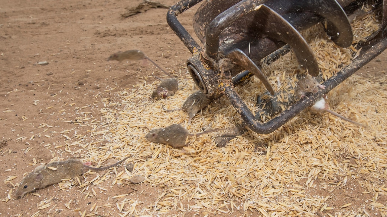 Fears mice plague damaging crops across rural NSW