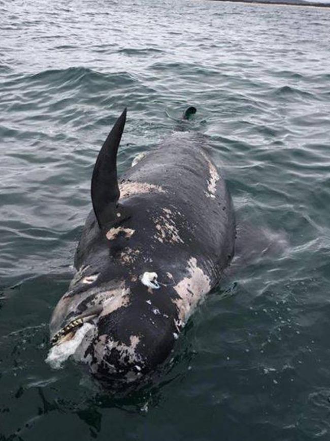 A whale floating in an area near where the whales were stranded. Picture: Doug Boyle