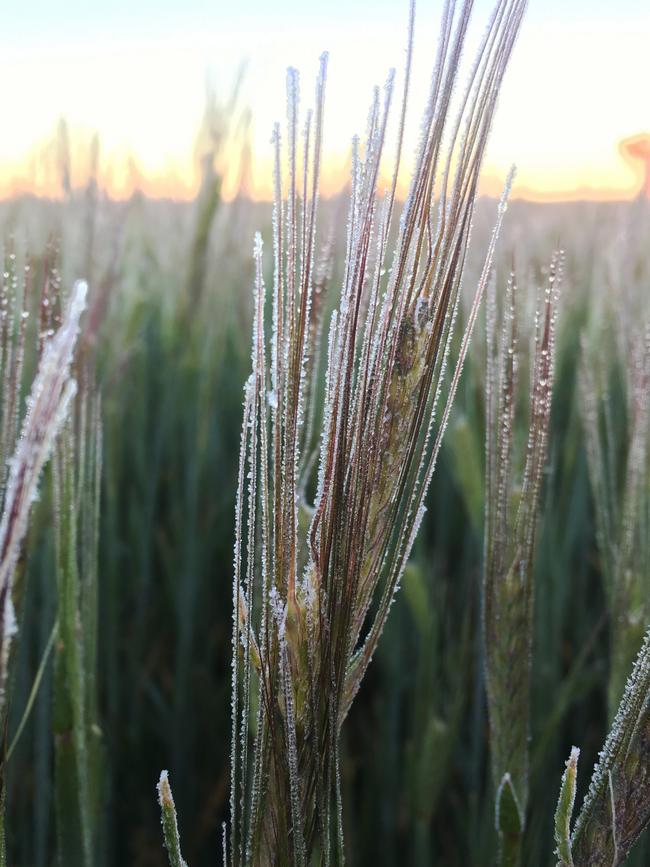 Frost affected barley. Picture: Kelly Angel, BCG