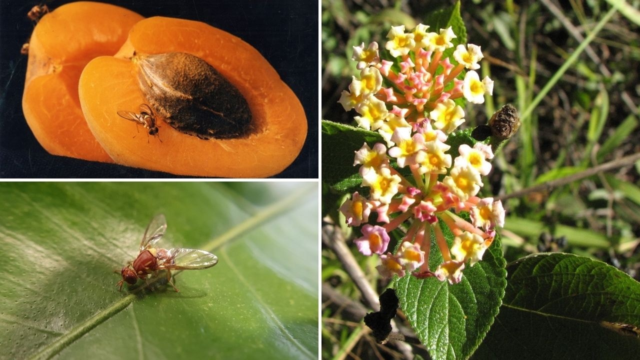 List: The Agricultural Pests Expected To Thrive As Climate Warms | The ...