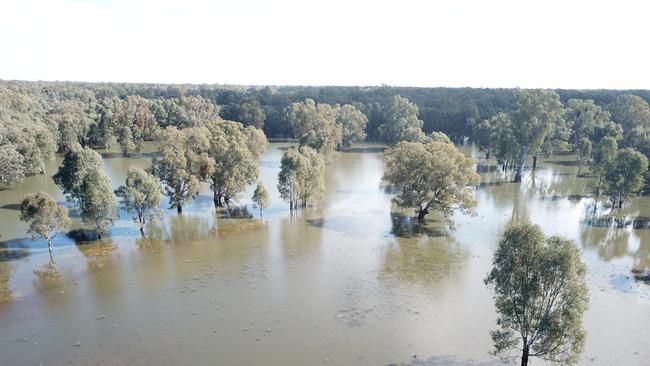 Environmental water managers want to flood riverside landholders’ properties, such as Richard Sargood's river flats (pictured), near Corowa.