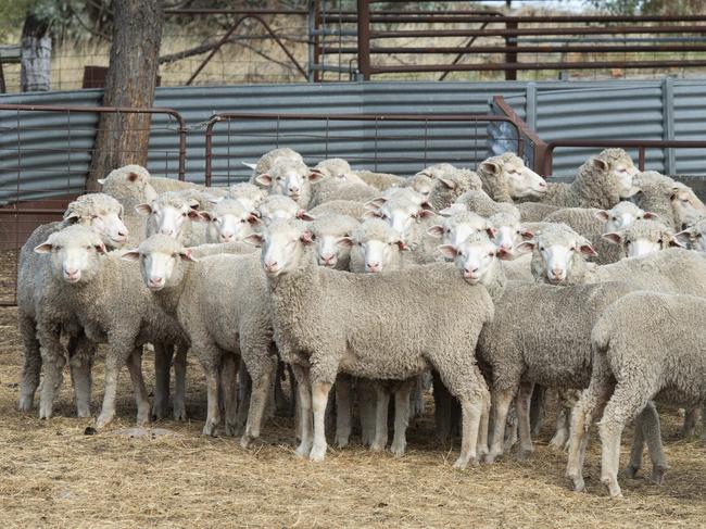 NEWS: Fernhills: Fergus and Jenna WattsFergus and Jenna Watts, farming at Fernhill Agriculture. Ferg used to be an AFL footballer. The couple now split their time between Melbourne and their fledgling regenerative fat lamb operation.PICTURED: Generic fat lambsPICTURE: ZOE PHILLIPS