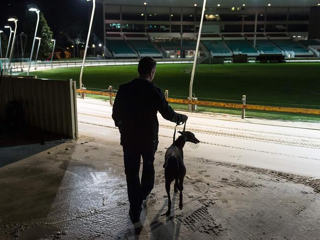 A legal challenge is taking place over the NSW greyhound ban. Picture: AFP