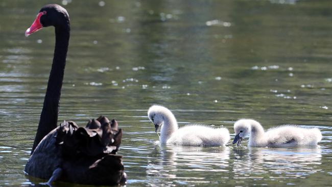 Birds are breeding at Black Swan Lake. Photo by Richard Gosling