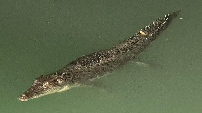 A crocodile in the water on the Kimberley Coast. Picture: Jess Adamson