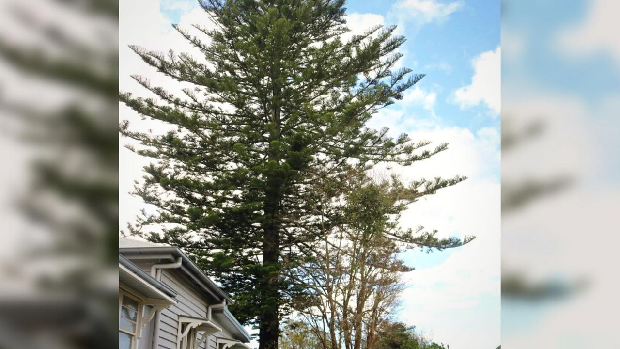 A Norfolk Island pine tree on a private property at Vacy Street in Newtown looks set to be cut down by the Toowoomba Regional Council.